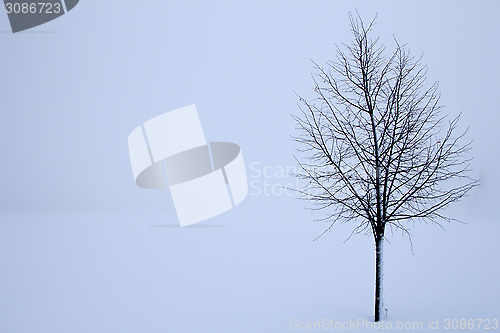 Image of tree in the winter
