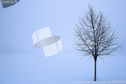 Image of tree in the winter