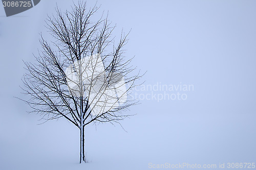 Image of tree in the winter