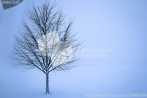 Image of tree in the winter