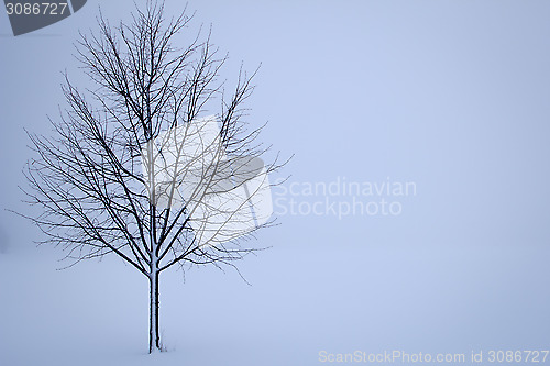 Image of tree in the winter