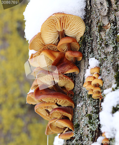 Image of Tree mushrooms