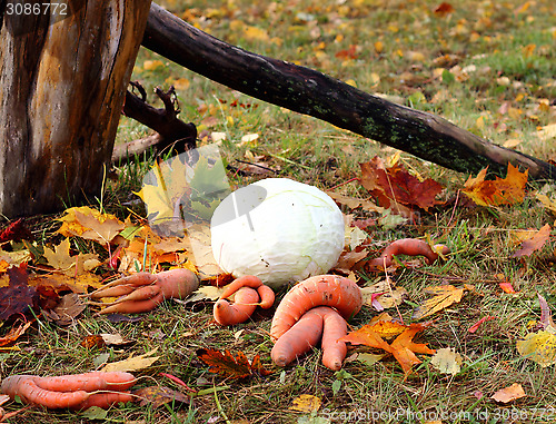 Image of Autumn harvest