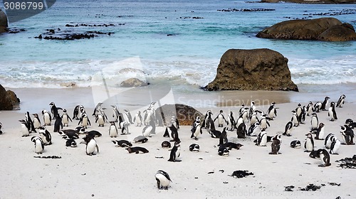 Image of African Penguins on Boulders Beach