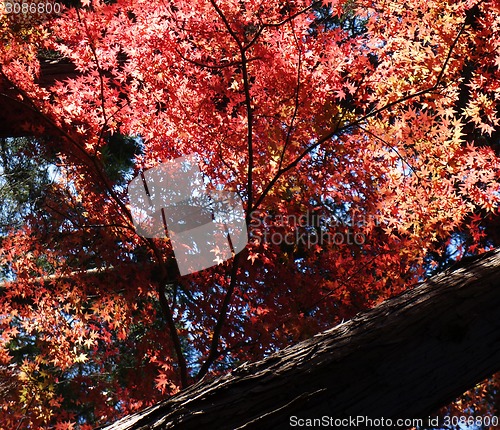 Image of Autumn red maple leaves