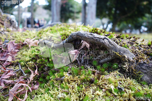 Image of Maple leaf resting on moss 
