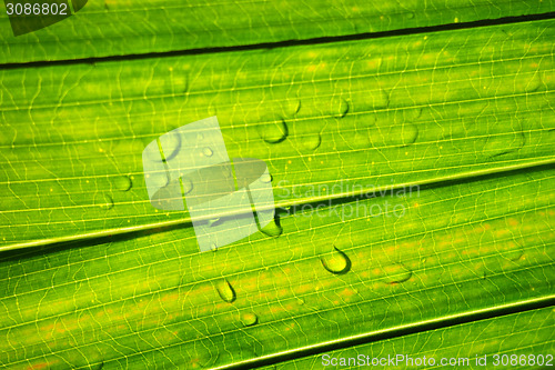 Image of Water droplet with green leaf