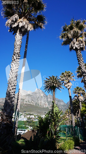 Image of Palm trees with Table mountain in the background