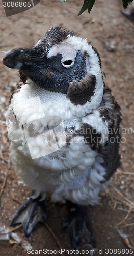 Image of African or Jackass Penguin