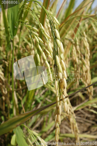 Image of Ripe rice grains in Asia before harvest
