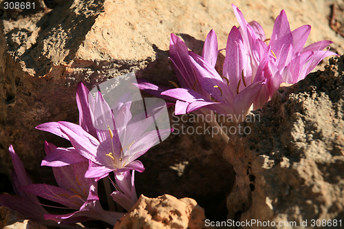 Image of Autumn crocus on Crete