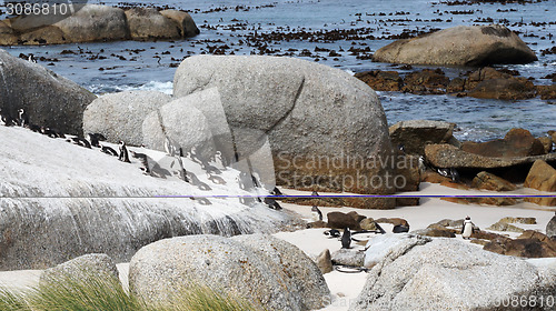 Image of Boulders Beach African Penguins