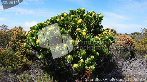 Image of Protea, famous plant of South Africa