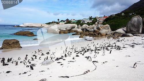 Image of Penguins False Bay Boulders