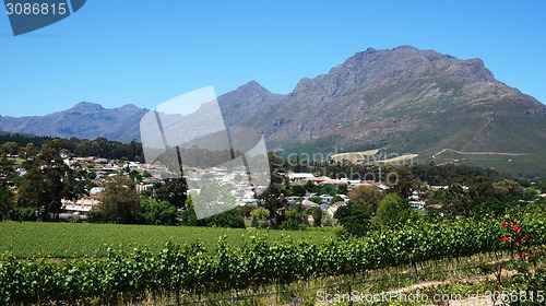 Image of Vineyards in Western Cape, South Africa