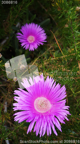 Image of Bunch of pink wild flowers in the field at West Coast National P