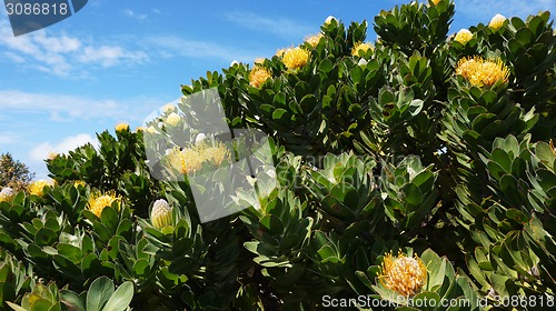 Image of Protea, famous plant of South Africa