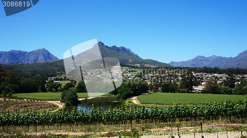 Image of Vineyards in Western Cape, South Africa