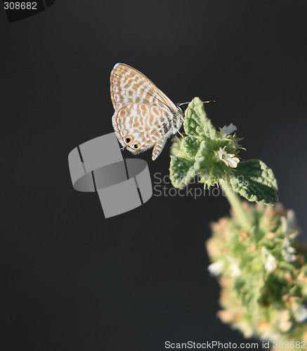 Image of Lang's Short-Tailed Blue