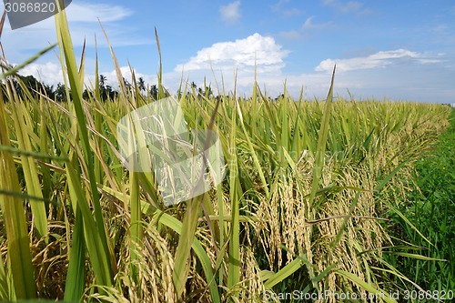 Image of The ripe paddy field is ready for harvest