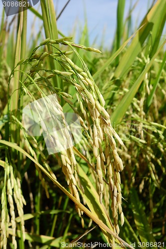Image of Ripe rice grains in Asia before harvest