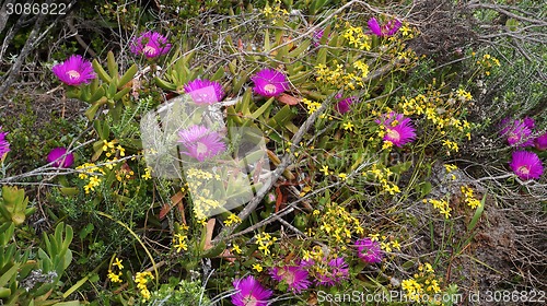 Image of Bunch of pink wild flowers in the field at West Coast National P