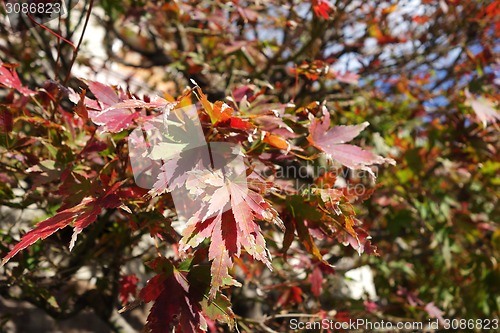 Image of Autumn maple leaves 