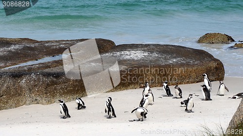 Image of Penguin colony at the beach