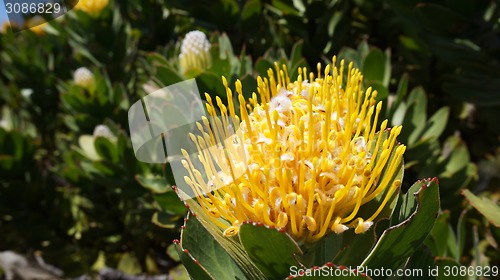 Image of Protea, famous plant of South Africa