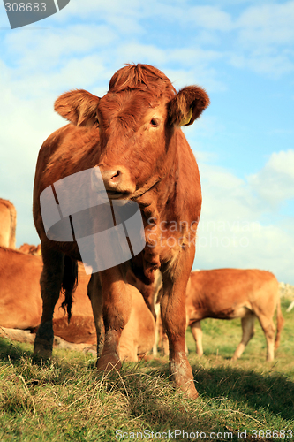 Image of Jersey heifer