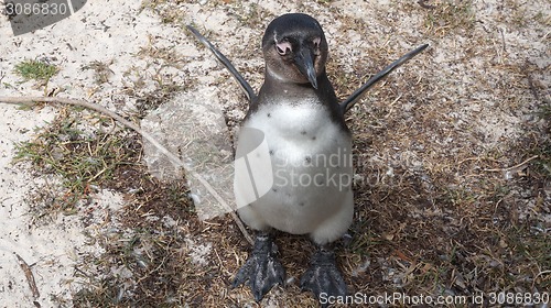 Image of African or Jackass Penguin on the sand of the sea shore