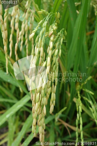 Image of Ripe rice grains in Asia before harvest