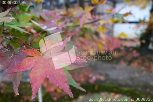 Image of Autumn red maple leaves