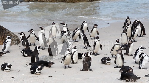 Image of African Penguins on Boulders Beach, Cape Town, South Africa