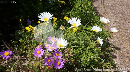 Image of Colorful wild flowers in West Coast National Park, South Africa