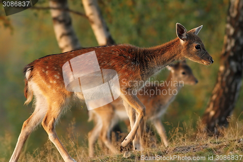 Image of fallow deer family