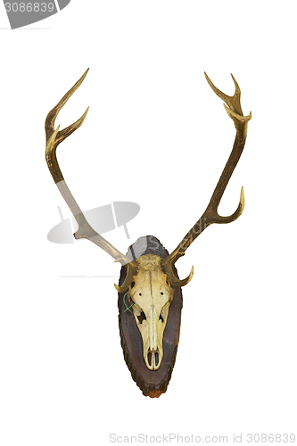 Image of beautiful red deer buck trophy on white