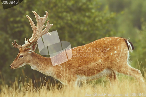 Image of fallow deer passing a glade