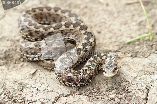 Image of orsini adder on the ground