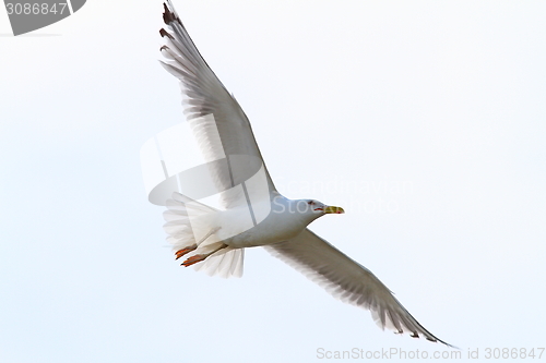 Image of herring gull with wings spread
