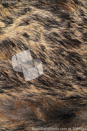 Image of detail on wild boar pelt