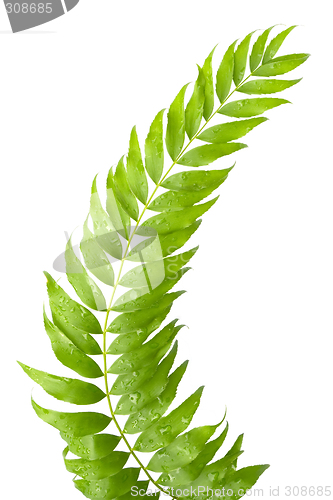Image of Fern leaves isolated

