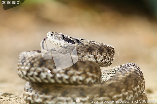 Image of meadow viper ready to strike