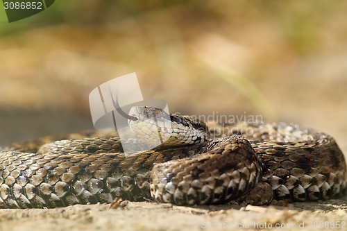 Image of beautiful venomous european snake