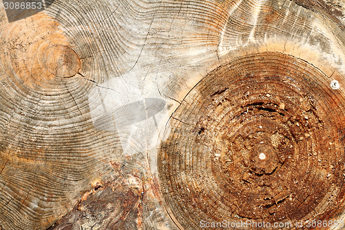 Image of knot on spruce board