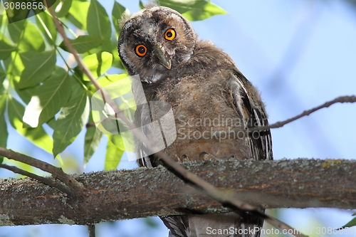 Image of funny young owl looking at camera