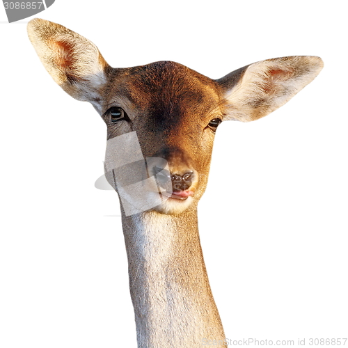 Image of fallow deer doe funny face