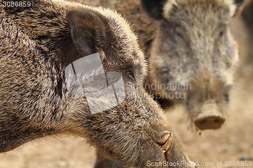 Image of close up of large wild boar male