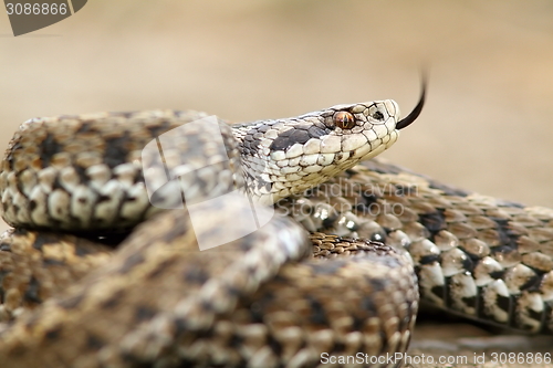 Image of ursinii viper closeup