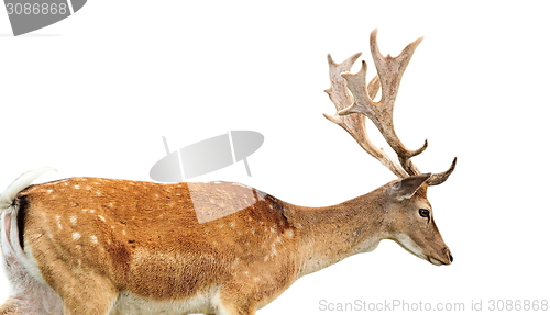 Image of isolated fallow deer stag